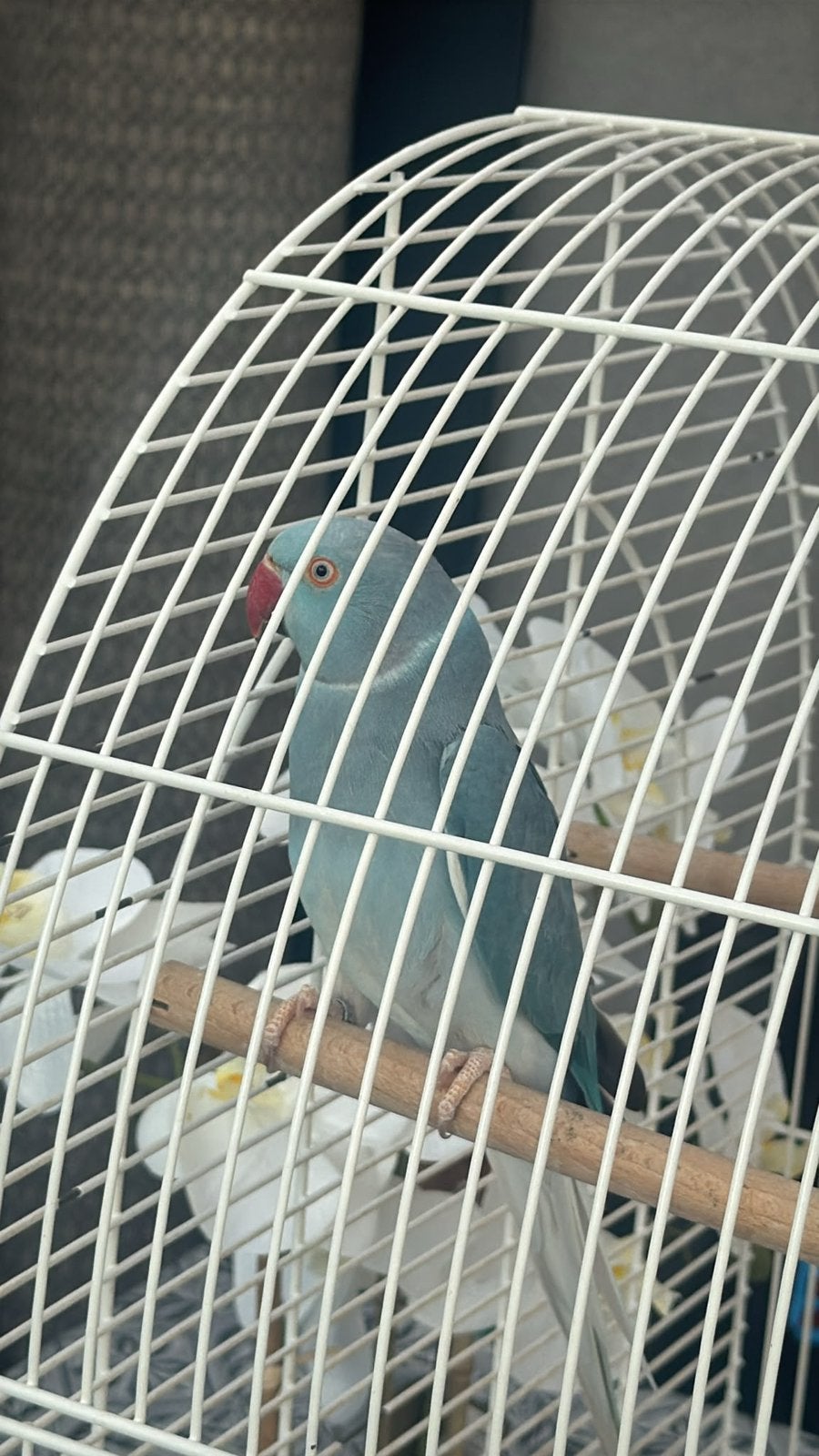 Oiseaux a vendre, Enlèvement