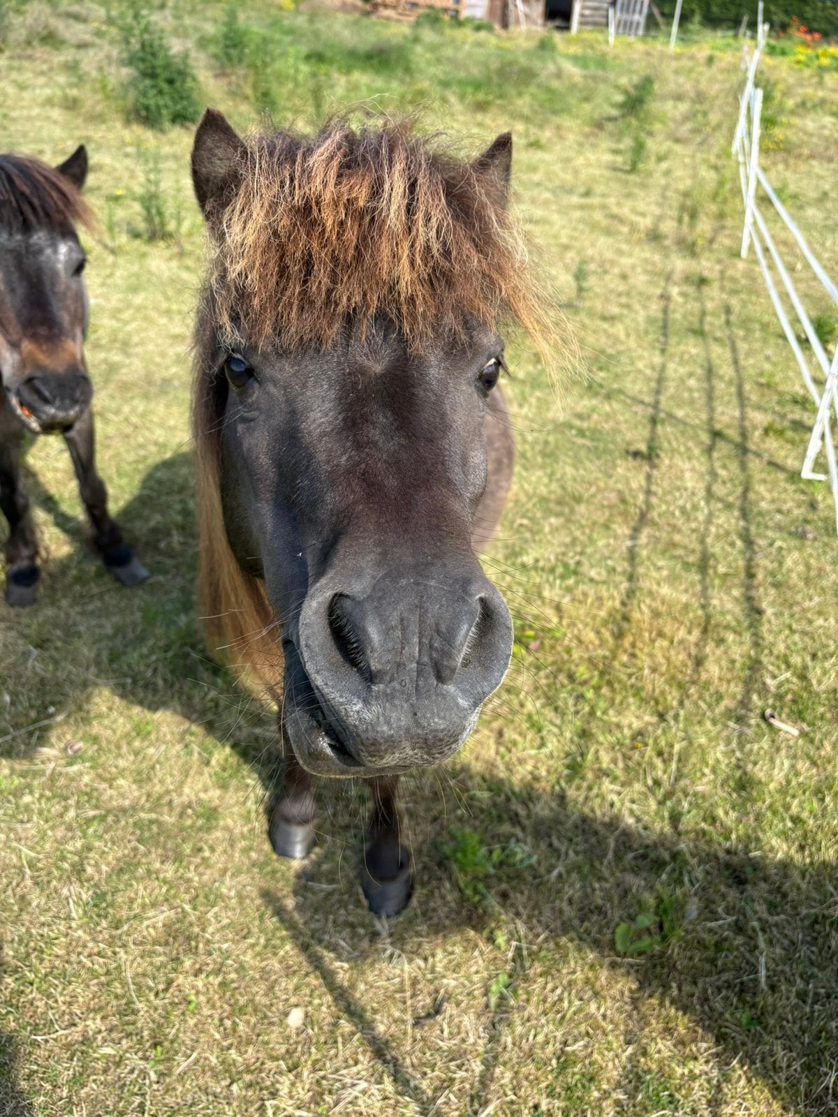 Lieve kleine ponyruin, Dieren en Toebehoren, Ruin, Gechipt