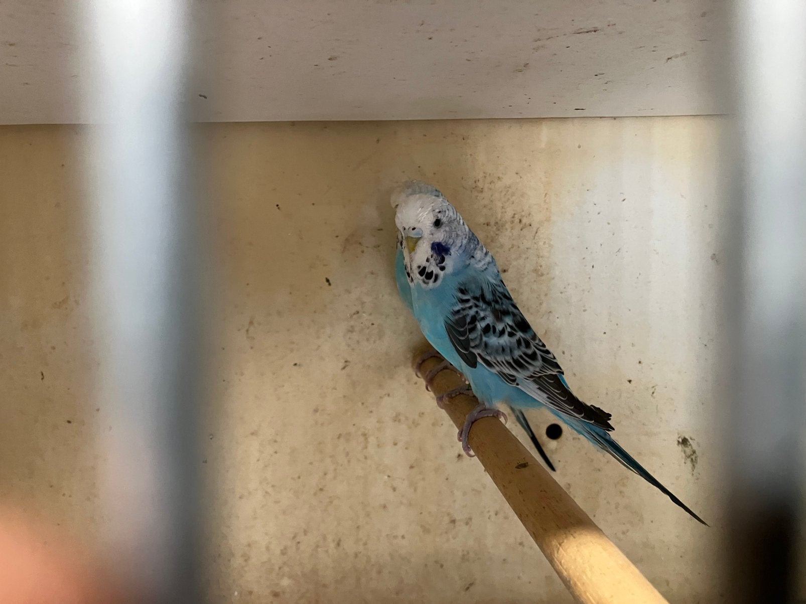 Engelse grasparkieten, Dieren en Toebehoren, Vogels | Parkieten en Papegaaien, Meerdere dieren, Parkiet, Geringd