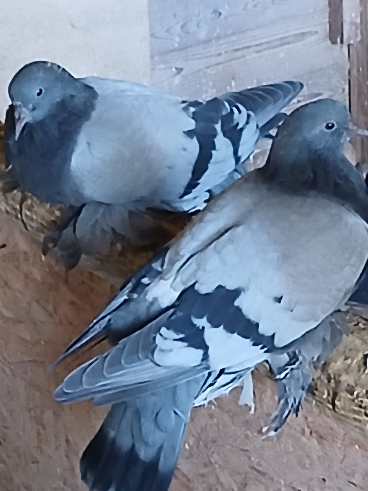 2 mooie forse sierduifjes, Dieren en Toebehoren