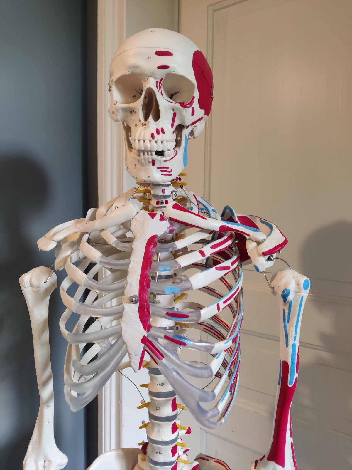 Life-size Skeleton Model, Ophalen, Zo goed als nieuw