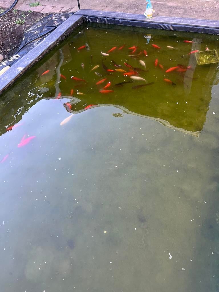 Poisson rouge/ shubunkin, Janvier, Plusieurs animaux