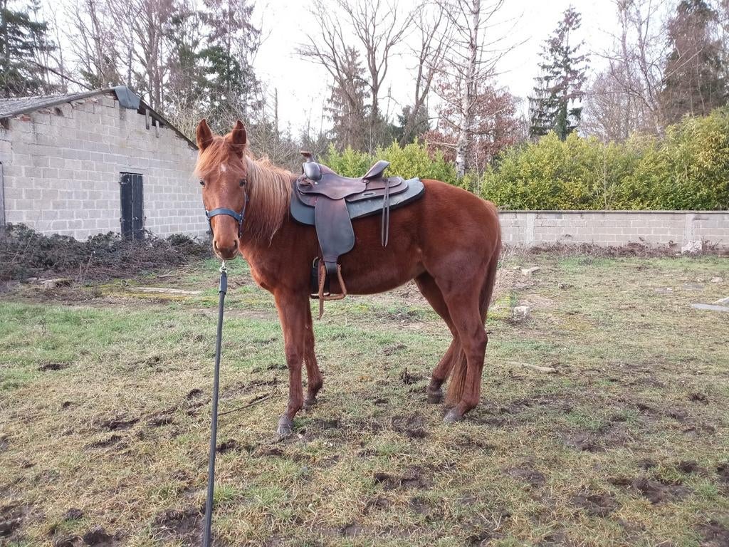 Bijrijder gezocht, Dieren en Toebehoren, Merrie