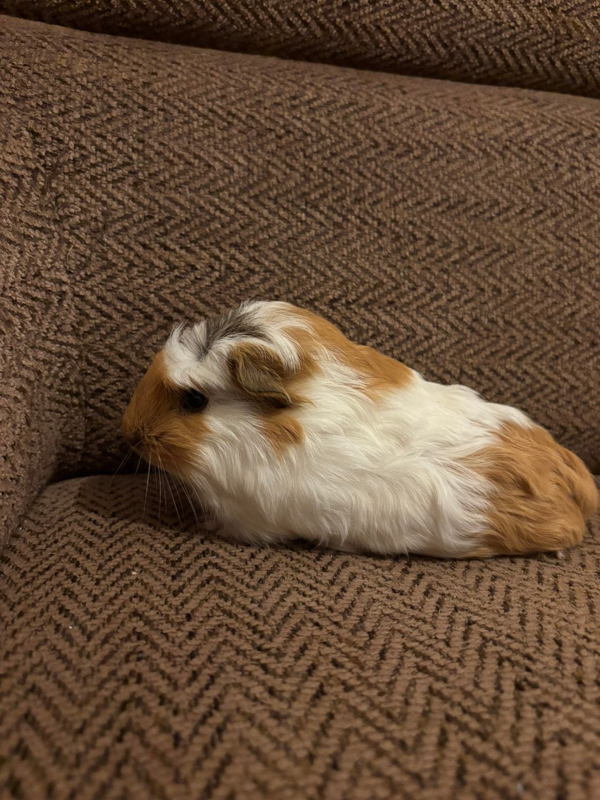 cavia, Juni, Vrouwelijk, Cavia