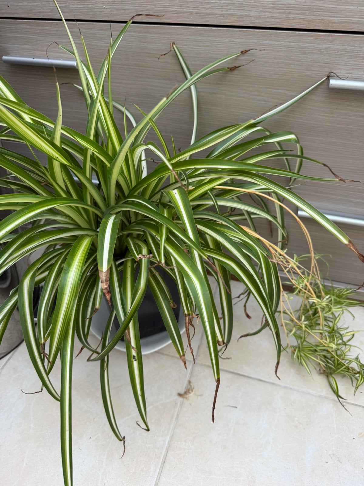 Kamerplanten, Maison & Meubles, Plantes d'intérieur, Enlèvement