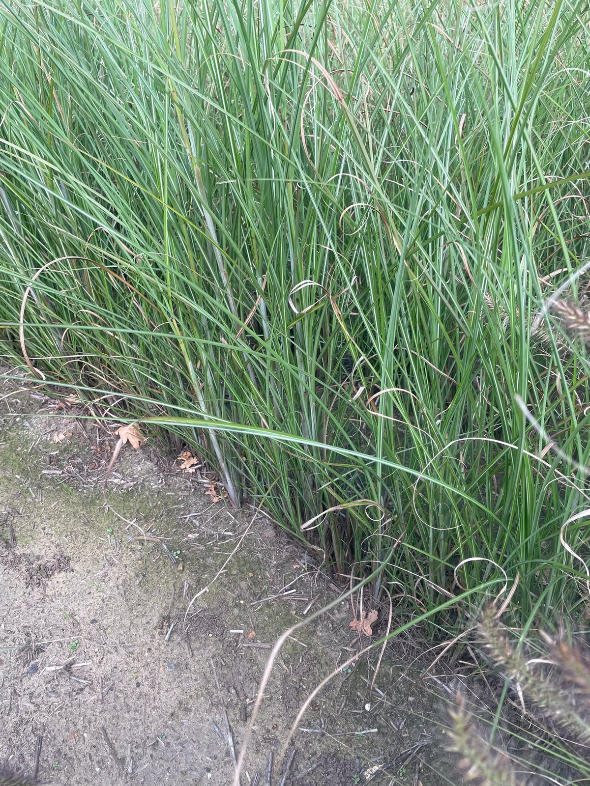 Miscanthus, Jardin & Terrasse, Enlèvement