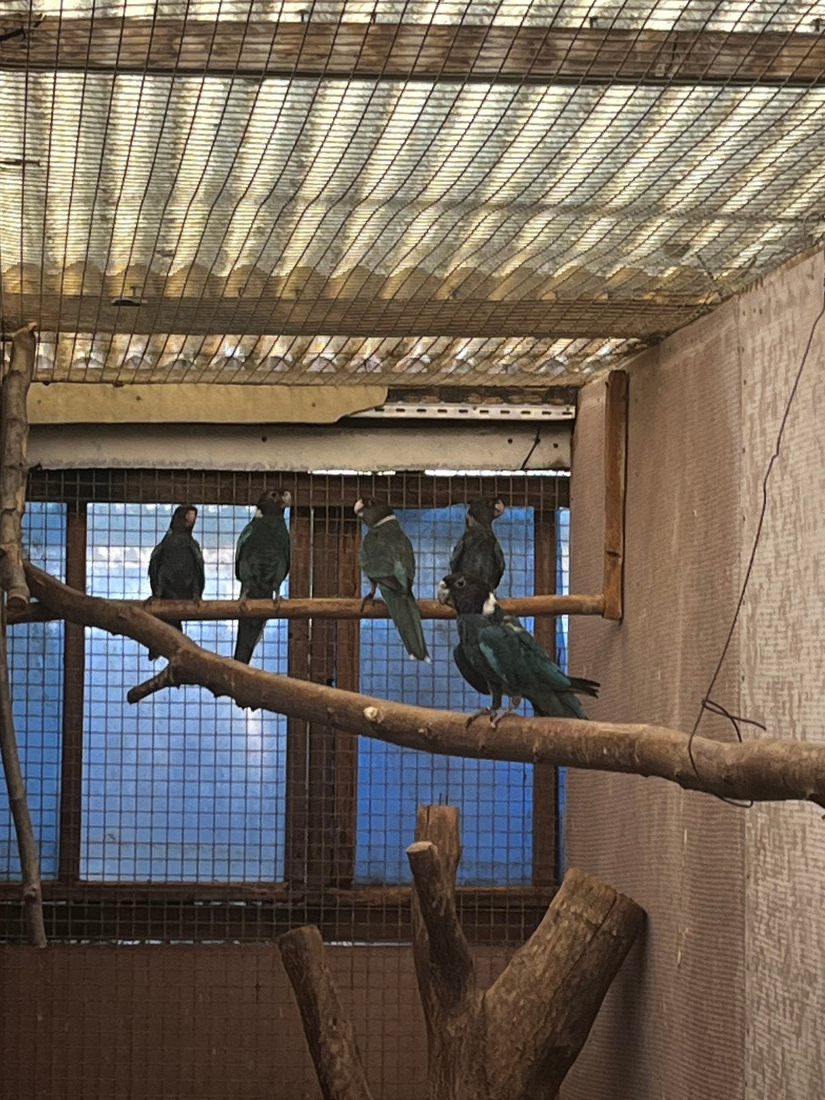 Zwarte rozellas, Dieren en Toebehoren, Vogels | Parkieten en Papegaaien