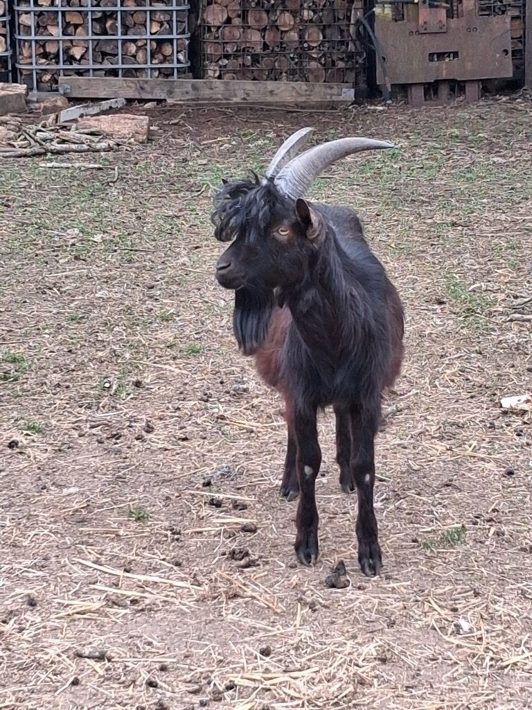 zwart geitenbok, Dieren en Toebehoren, Schapen, Geiten en Varkens, Mannelijk, Geit, 0 tot 2 jaar