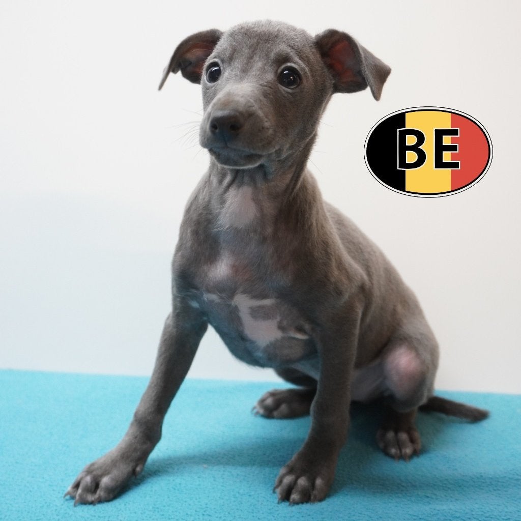 Petit Lévrier Italien (mâles) chiots belges à vendre, Animaux & Accessoires, Commerçant, Chien (mâle), Maladie de Carré (chiens)