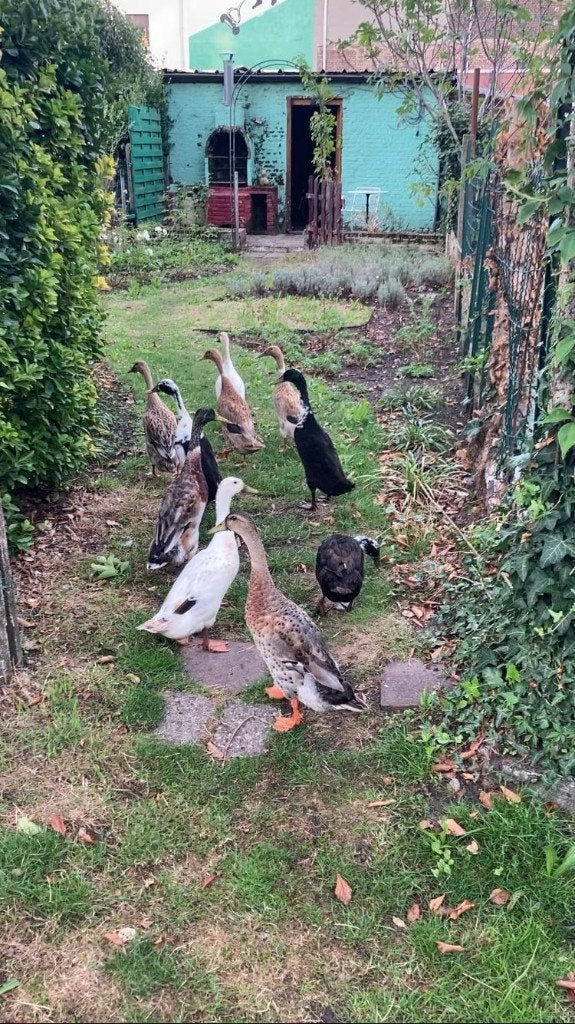 Indische loopeend man een vrouw, Dieren en Toebehoren, Pluimvee, Meerdere dieren, Eend