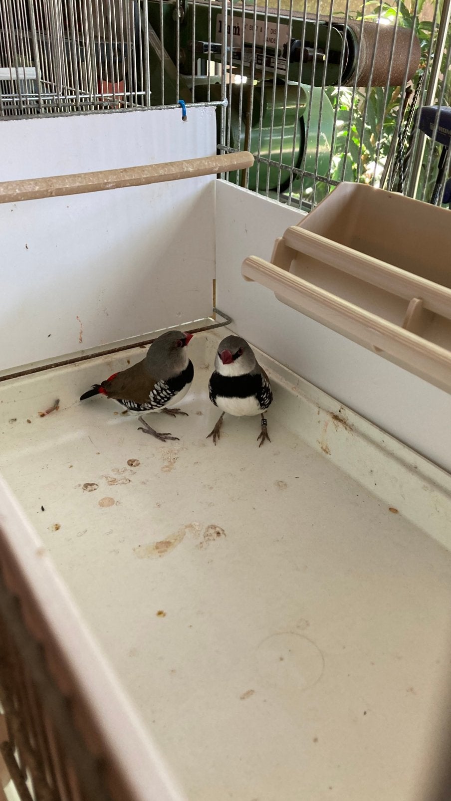 Koppel diamant vinken, Dieren en Toebehoren, Vogels | Overige Vogels, Geringd