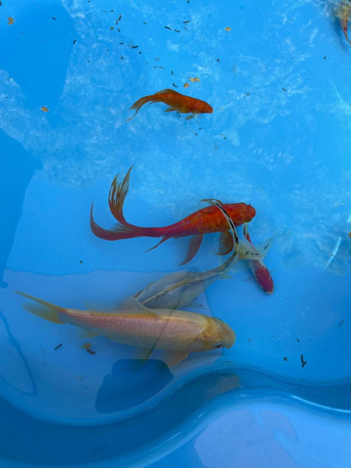 Koi vissen