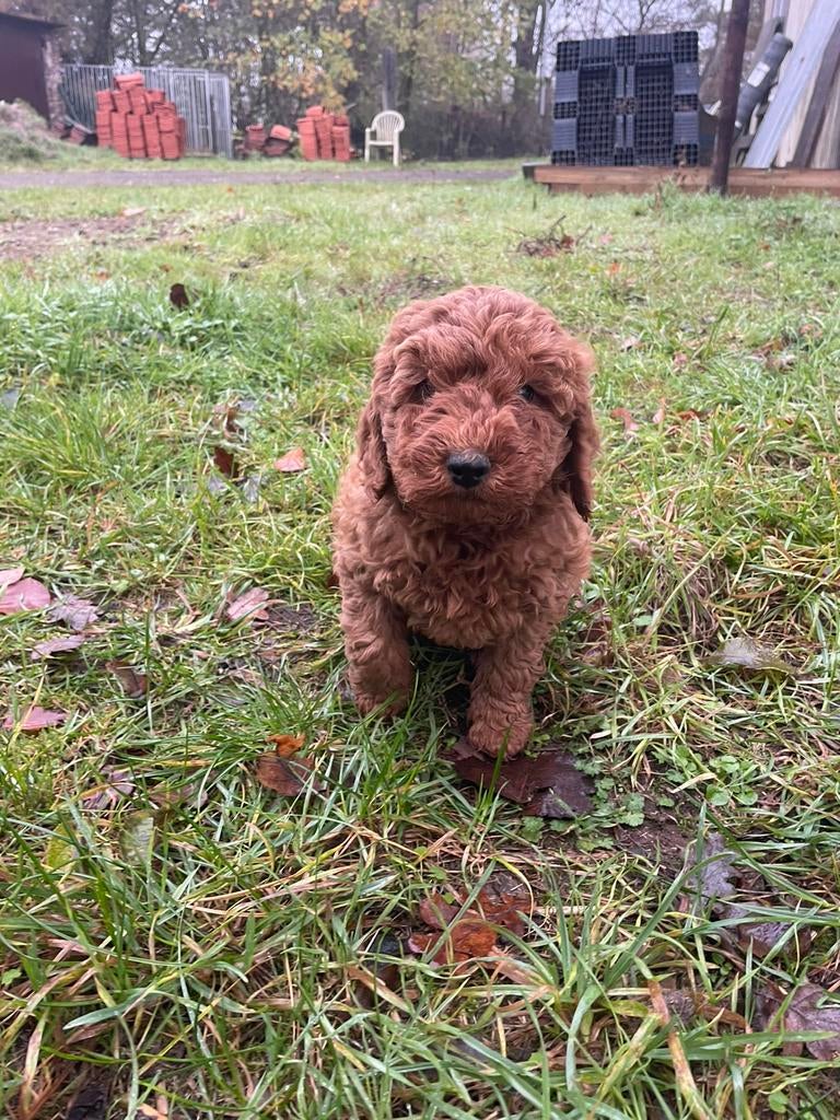 Mooie mini Labradoodle pups!, Dieren en Toebehoren, Parvo, België, 8 tot 15 weken, Labrador retriever