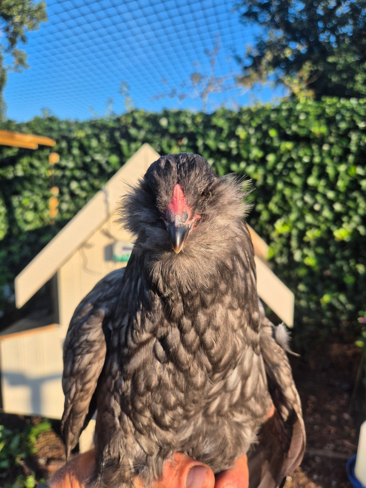 Poules Americana, Animaux & Accessoires