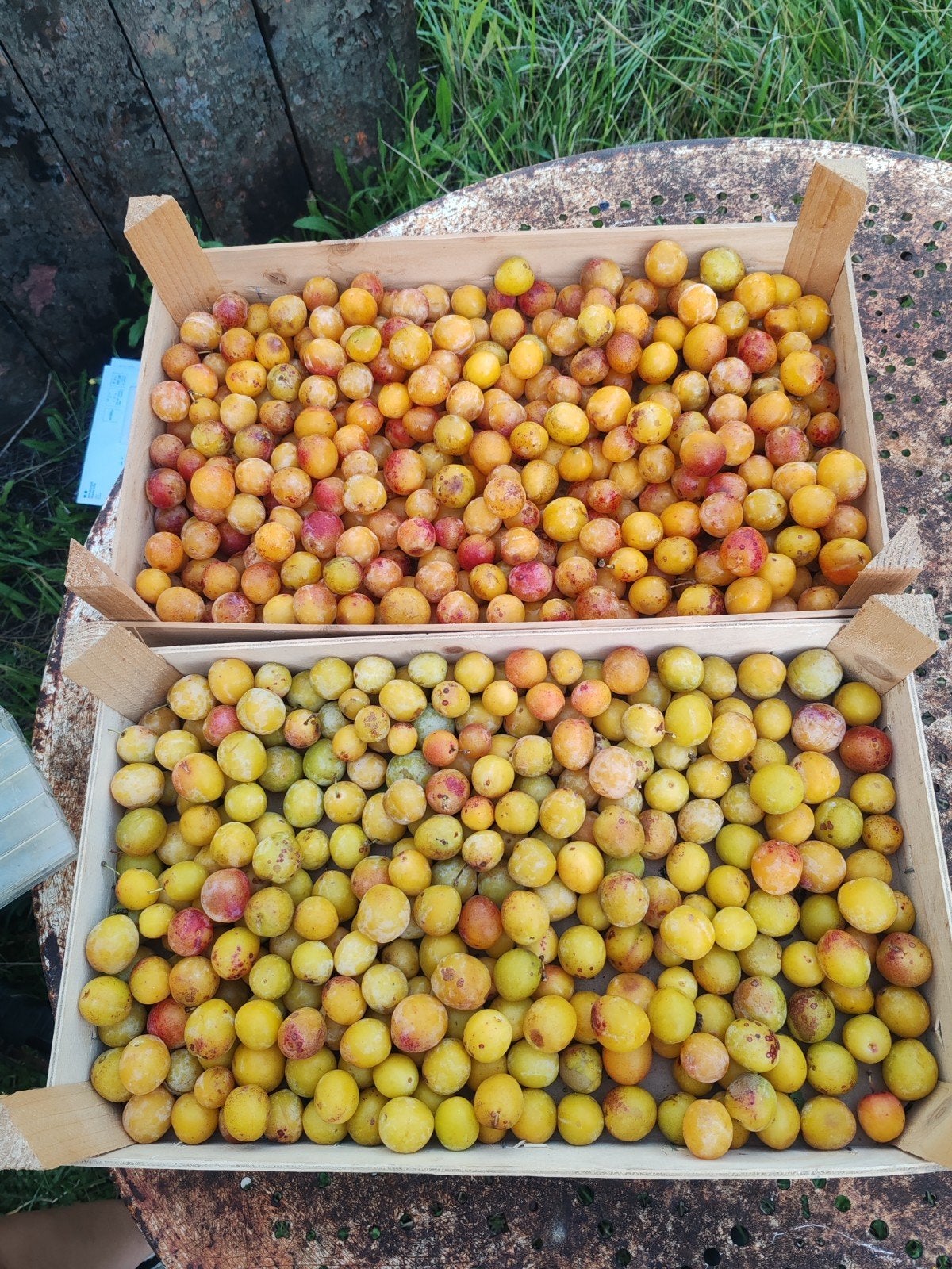 mirabelles