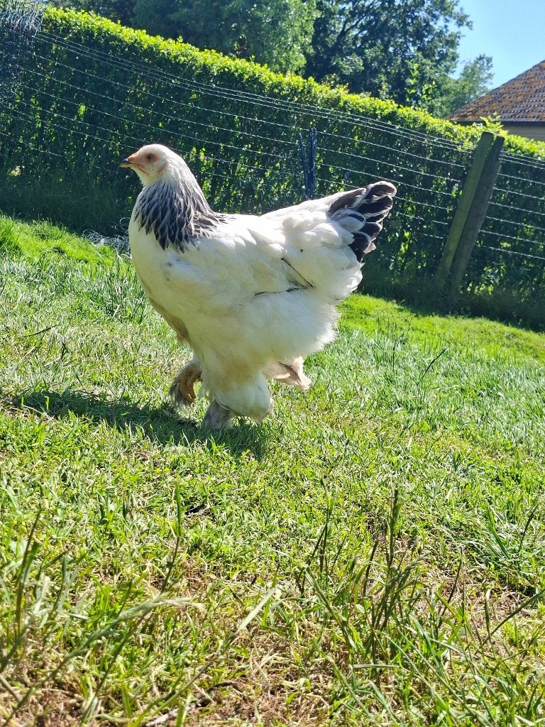 Brahma wit-zwart hennen & haan, Plusieurs animaux, Poule ou poulet