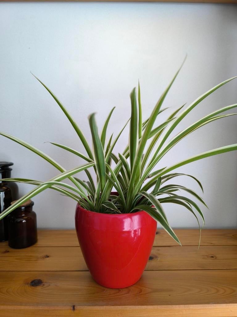 Chlorophytum, Ophalen of Verzenden