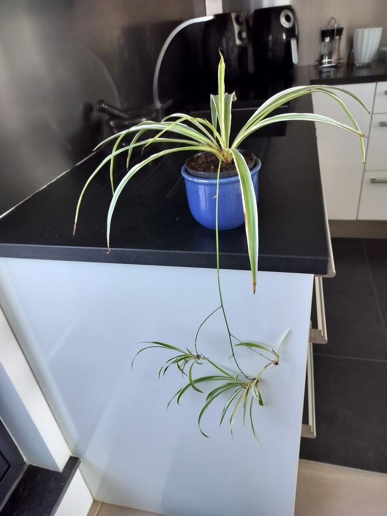 Graslelie in sierpot, Huis en Inrichting, Kamerplanten, Ophalen