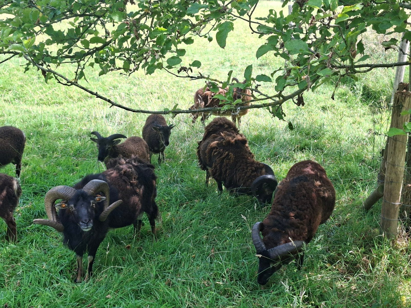 Soay rammetjes, Dieren en Toebehoren