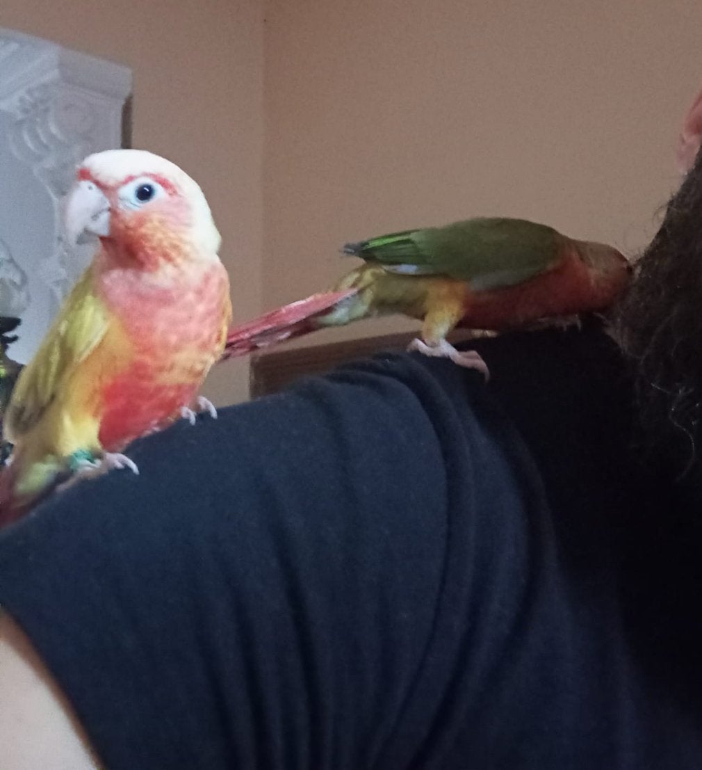 2 Conures  EAM, Sexe inconnu, Perroquet, Bagué