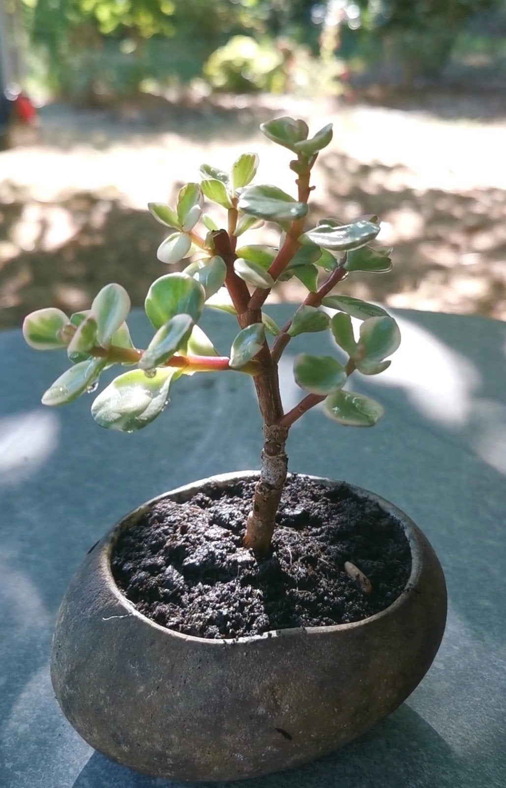 Vetplant bonsai in stenen pot, Tuin en Terras, Ophalen of Verzenden
