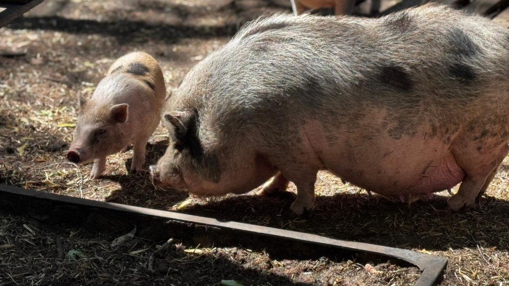 Gratis!!!! Gottinger varkens bont, Dieren en Toebehoren, Schapen, Geiten en Varkens, Meerdere dieren, Varken, 0 tot 2 jaar