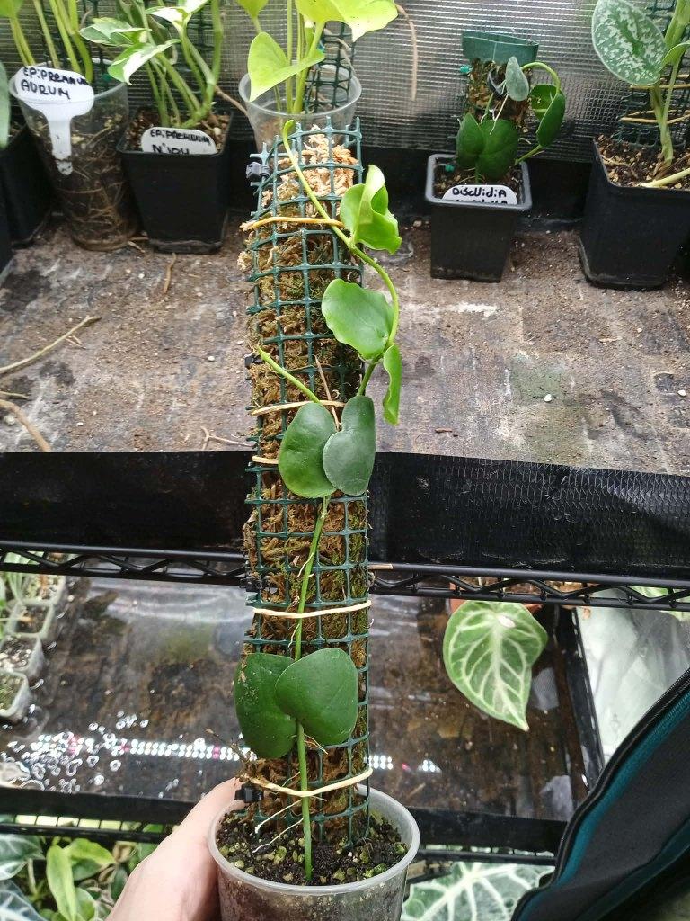 Dischidia platyphylla, Huis en Inrichting, Kamerplanten, Ophalen, Overige soorten, Halfschaduw, In pot