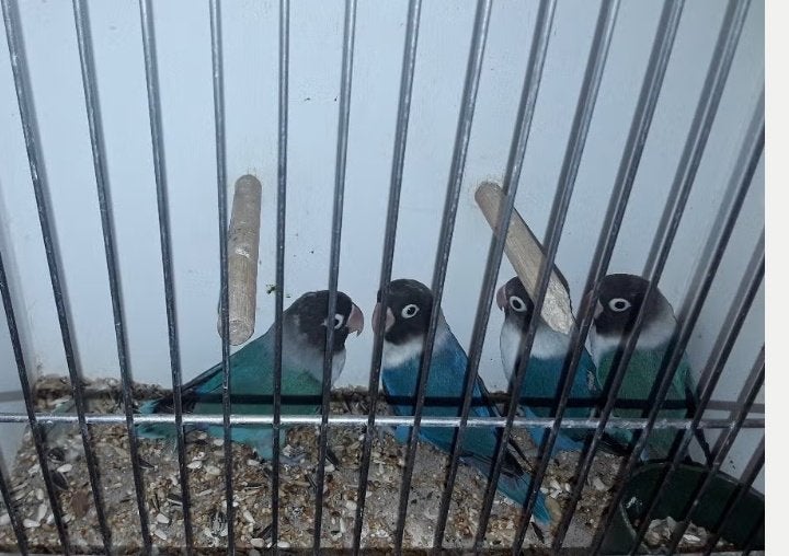 dwergpapegaaitjes, Plusieurs animaux, Perroquet nain ou Inséparable, Bagué