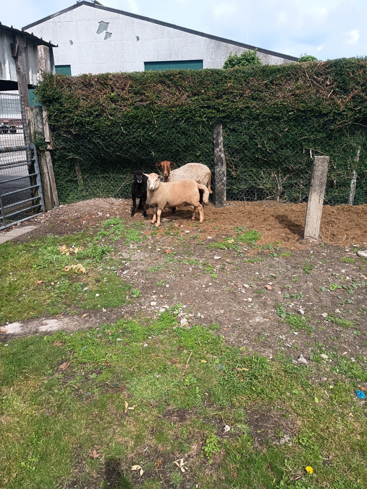 Te koop schapen Lammers