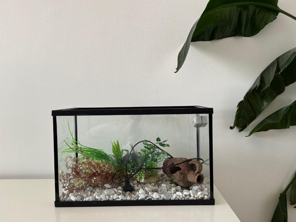 Aquarium 50 cm compleet met filter, decoratie en steentjes, Dieren en Toebehoren, Ophalen, Inclusief planten, Zo goed als nieuw