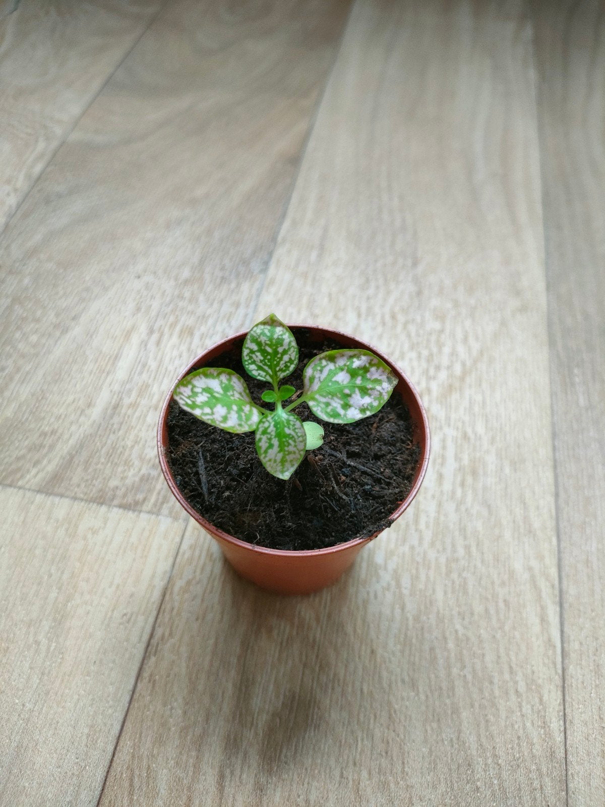 Roze hypoestes stekje te koop, Ophalen