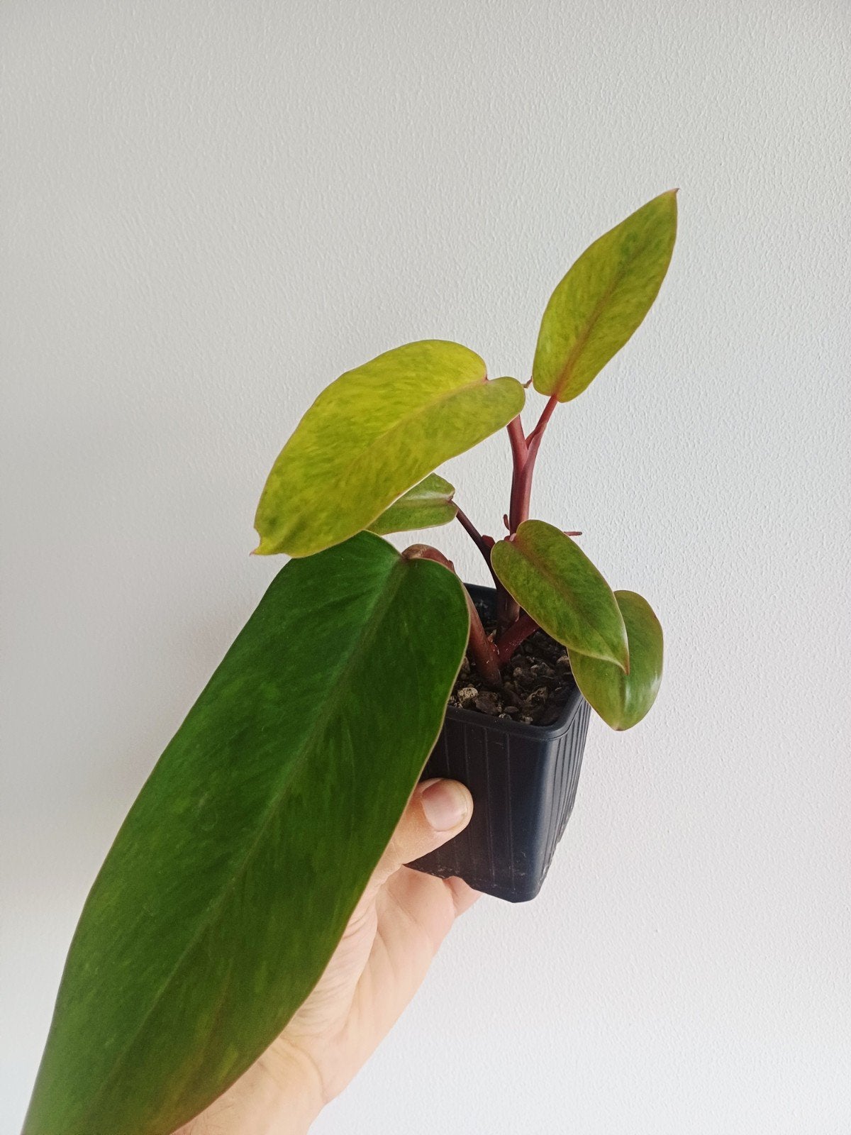 Philodendron Painted Lady, Autres espèces, En pot, Enlèvement ou Envoi, Moins de 100 cm