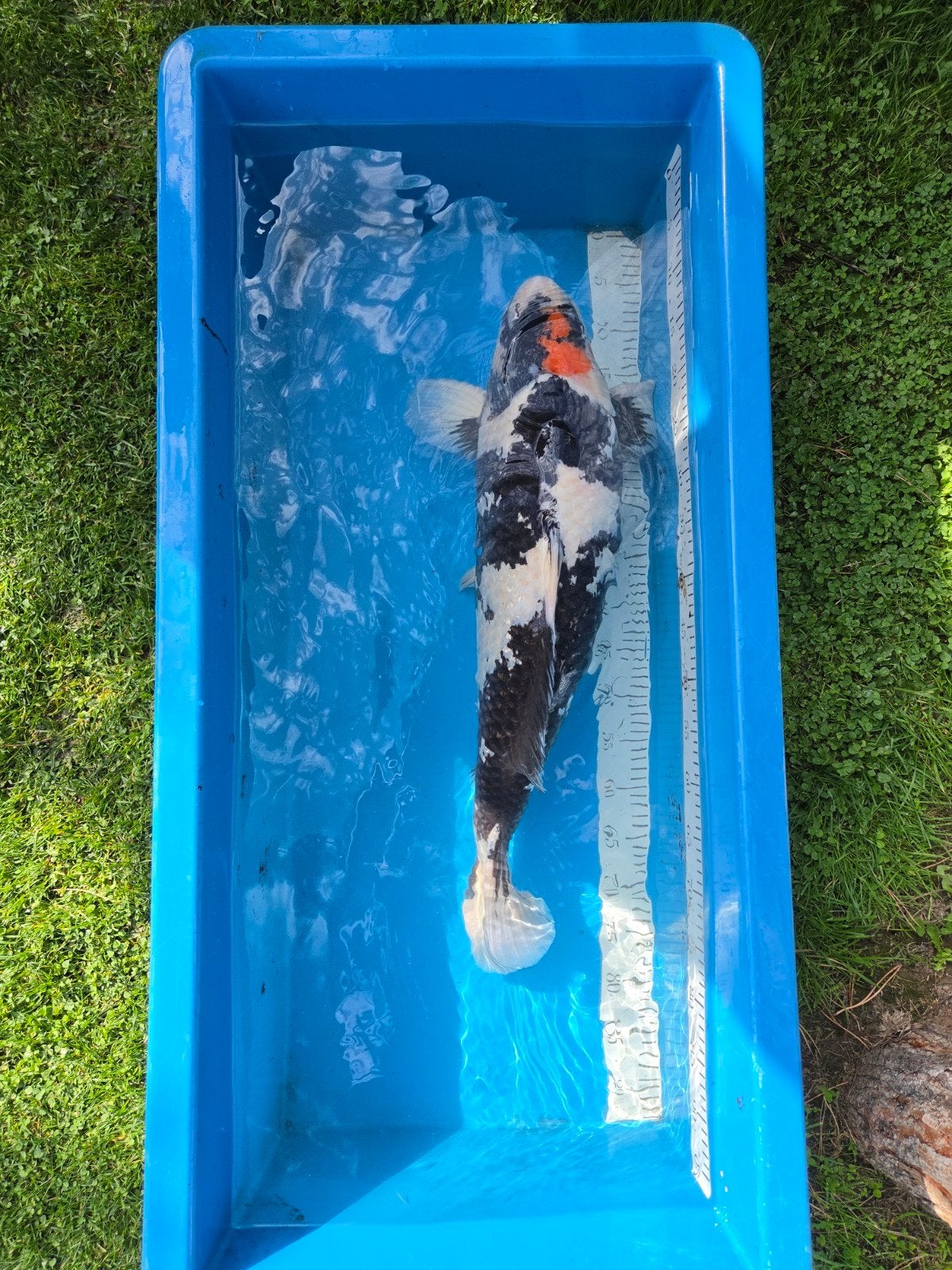 Zeer mooie en forse Tancho Showa Isa koi Farm, Dieren en Toebehoren