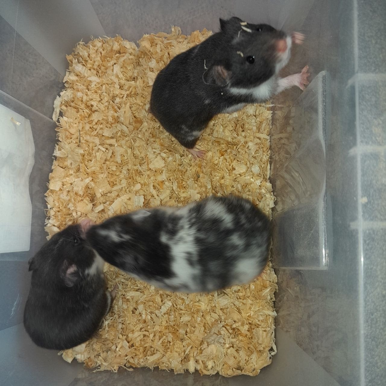 3 Syrische hamsters te koop (Goudhamsters), Animaux & Accessoires, Hamster, Domestique, Septembre, Femelle