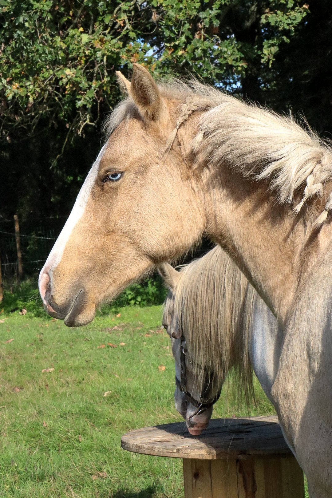 Lieve, nieuwsgierige merrie, Jument