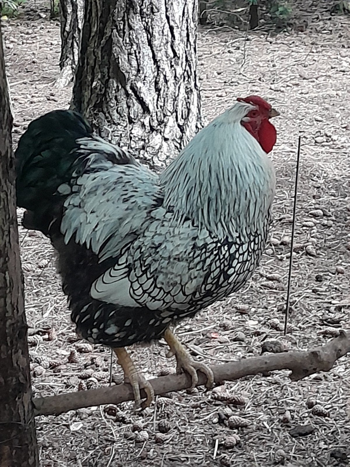 Haan wyandotte, Dieren en Toebehoren, Pluimvee