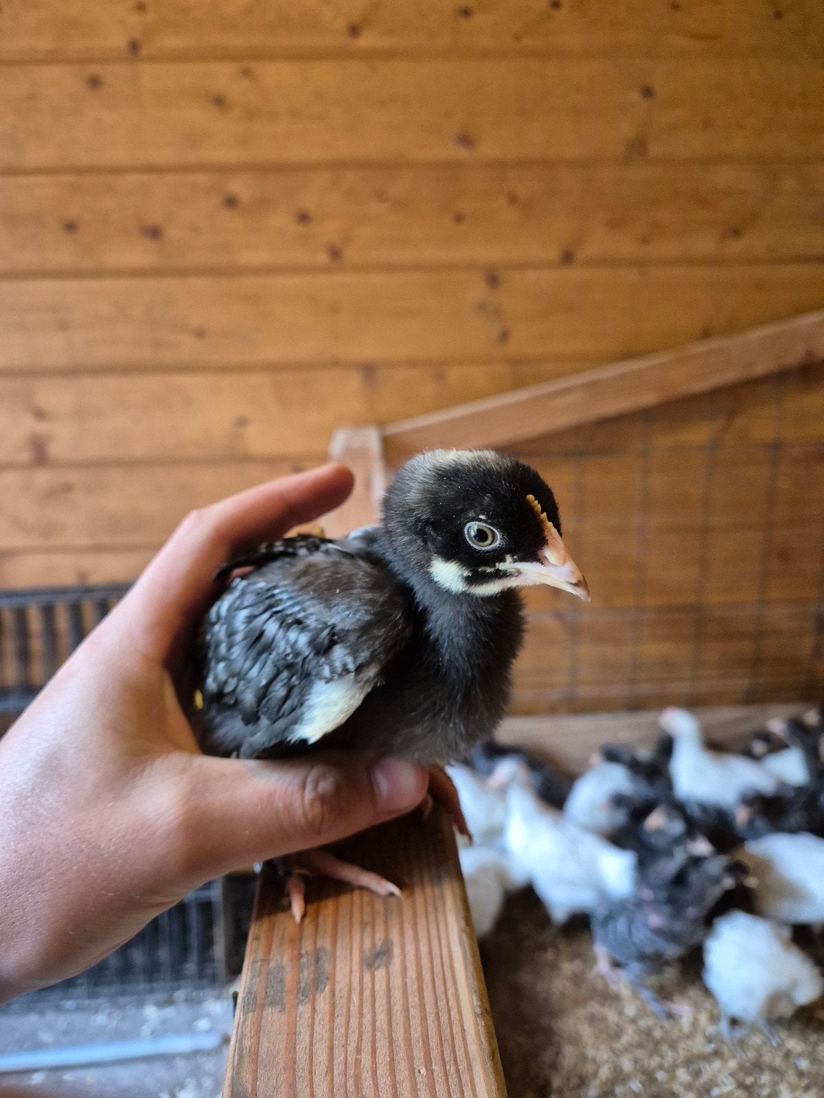 Kuikens kip Mechelse koekoek 3weken, Dieren en Toebehoren