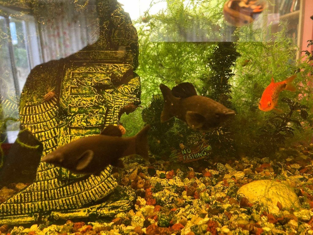 guppies en black mollies 10 voor 3€, Vis, Zoetwatervis