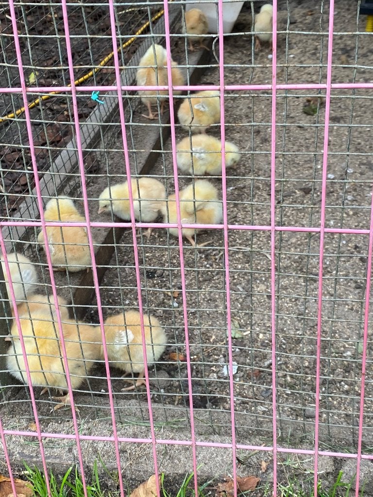 Kippen, Femelle, Poule ou poulet