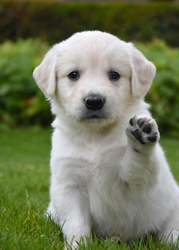 Prachtige Golden Retriever pupjes, Dieren en Toebehoren, België, 8 tot 15 weken, Meerdere, Meerdere dieren