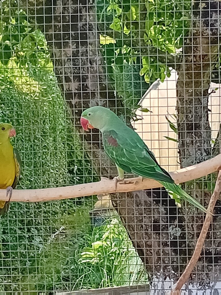 Grote Alexander, Mâle, Perruche, Bagué