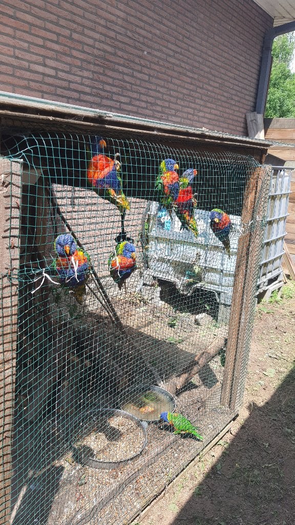 Lori van blauwe bergen, Dieren en Toebehoren, Vogels | Parkieten en Papegaaien, Meerdere dieren, Papegaai