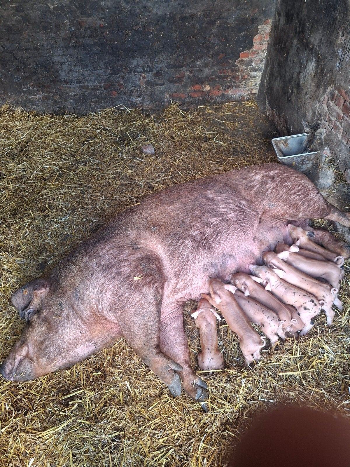 Duroc x pietrain biggen, Animaux & Accessoires, Moutons, Chèvres & Cochons