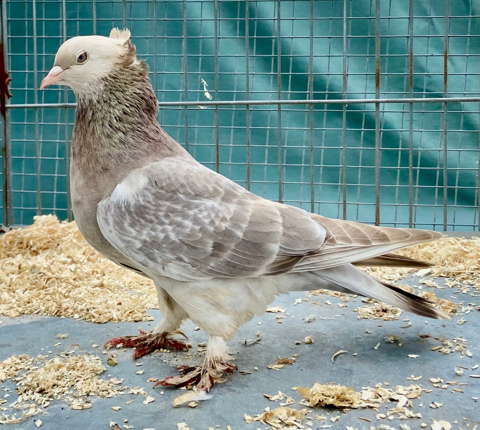 Takla Duiven, Dieren en Toebehoren, Meerdere dieren, Tuimelaar of Roller