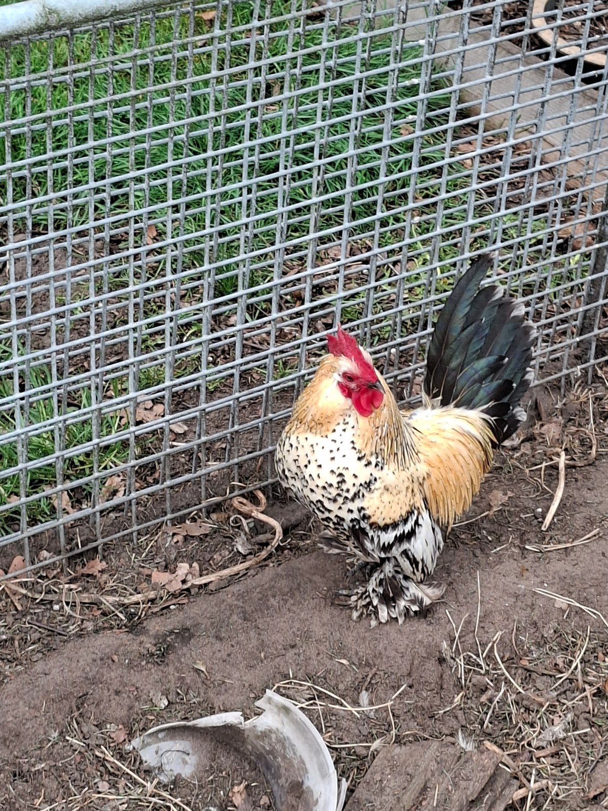 Koppel nederlandse sabelpootkriel haan + hen, Dieren en Toebehoren, Pluimvee
