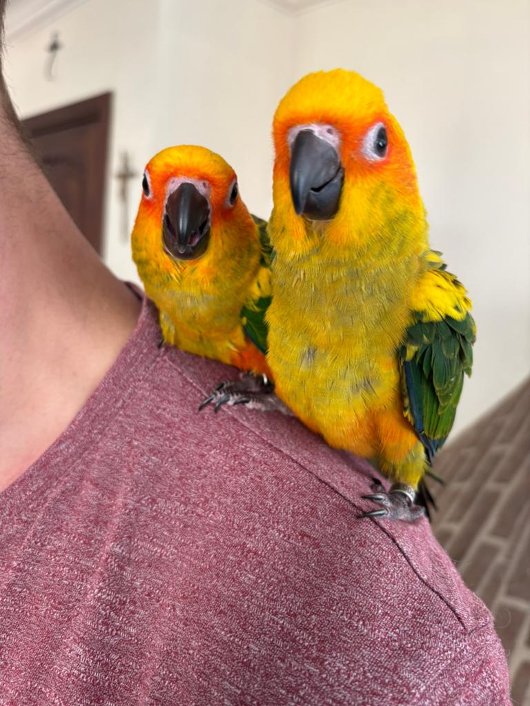 2 prachtige handtamme zonparkieten, Animaux & Accessoires, Oiseaux | Perruches & Perroquets, Perruche, Plusieurs animaux, Domestique