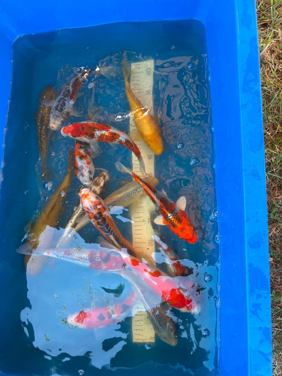 Koi japonais disponible, Enlèvement