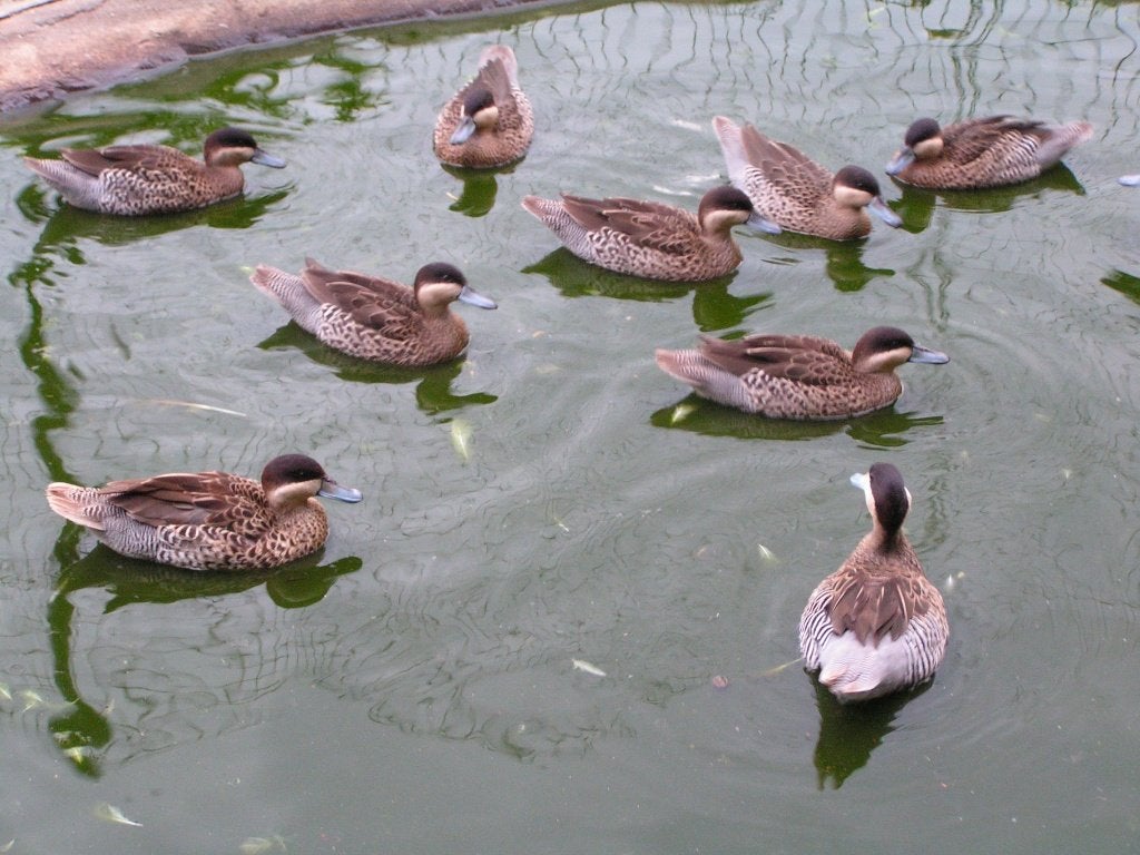 Sarcelles Versicolor, Plusieurs animaux, Canard