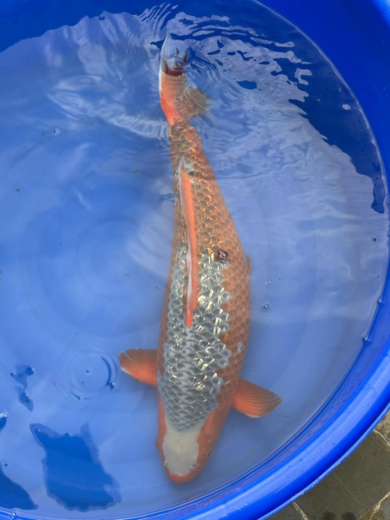 Japanse koi, Dieren en Toebehoren