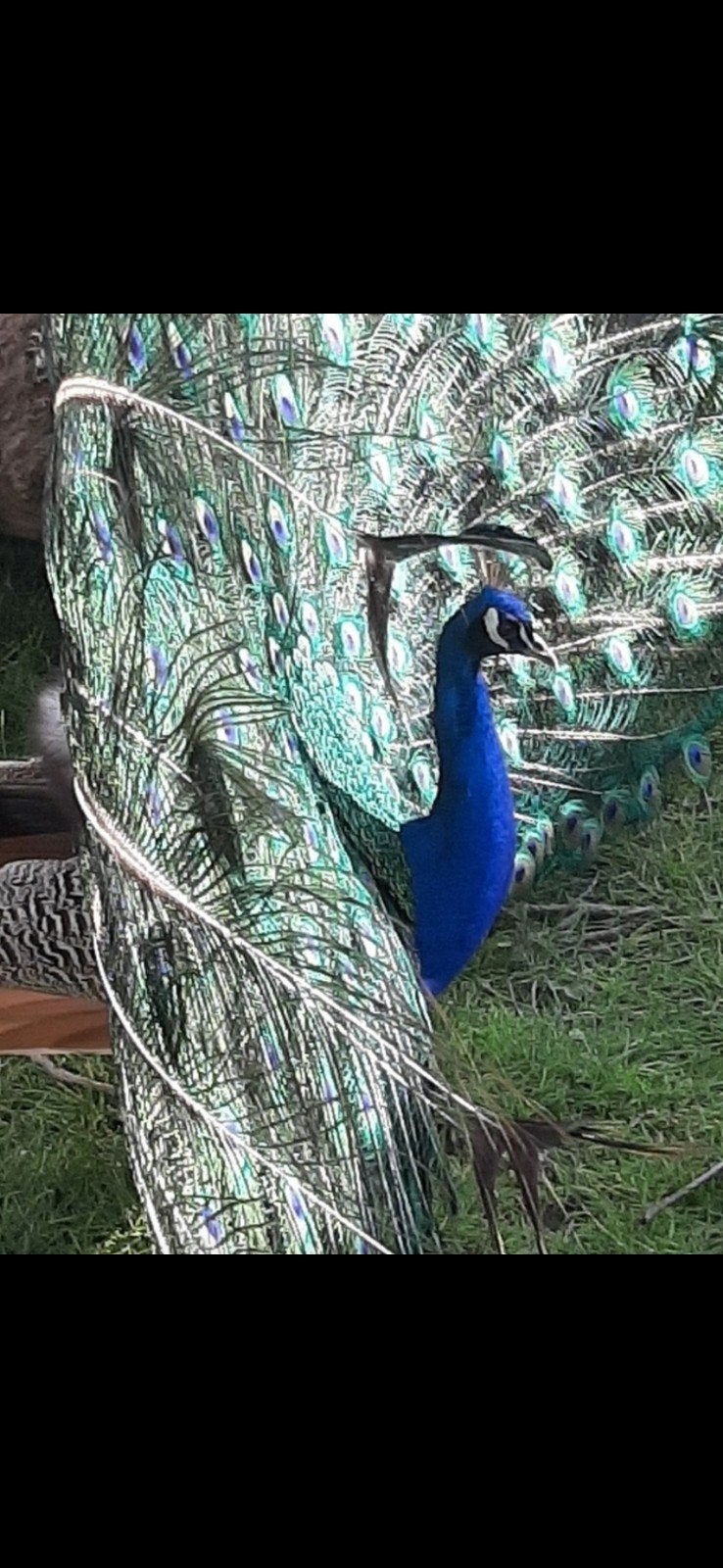 Paon bleu, Animaux & Accessoires